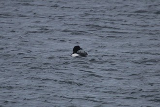 Great Northern Diver, Sanday Orkney, May 2016