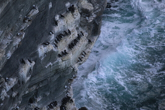 Guillemot, Marwick Head Orkney, May 2016