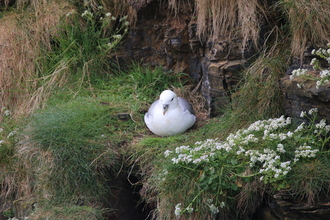 Fulmar, Mull Head Orkney, May 2016