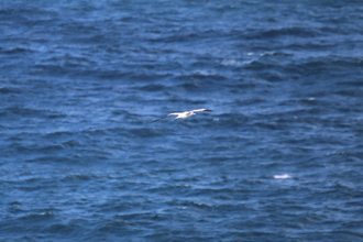 Gannet, Marwick Head Orkney, May 2016