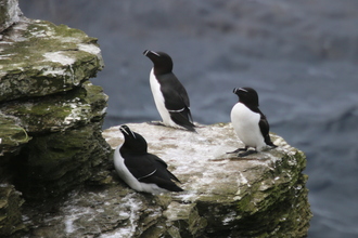 Razorbills, Mull Head Orkney, May 2016