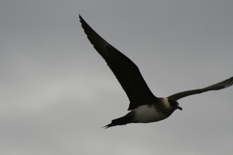 Arctic Skua, Near Vik, Iceland, July 2007