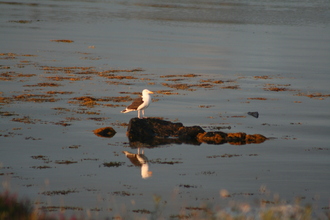 Black-backed gull, Connemara, August 2011