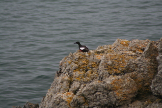 Black guillemot, Cape Wrath, July 2009