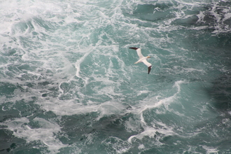 Gannet, Dingle, August 2013