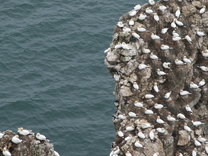 Gannetry, Bempton, May 2004