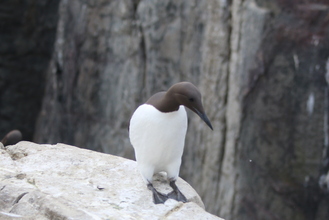 Guillemot, Farne Islands, May 2014