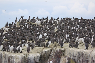 Guillemots, Farne Islands, May 2014