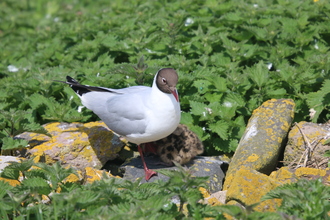 Black headed gull with chick, Farne Islands, May 2014