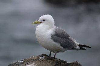 Kittiwake, Farne Islands, May 2014