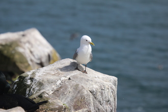 Kittiwake, Farne Islands, May 2014