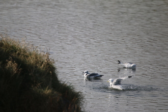 Kittiwakes, Iceland 2015