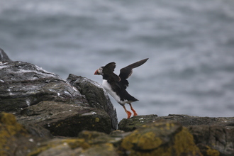 Puffin, Farne Islands, May 2014