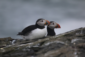 Puffins, Farne Islands, May 2014