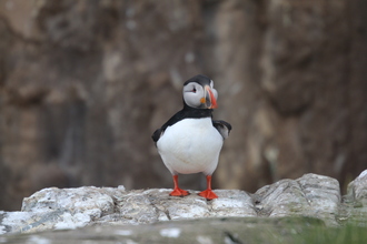 Puffin, Farne Islands, May 2014