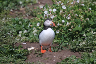 Puffin, Farne Islands, May 2014