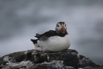 Puffin, Farne Islands, May 2014
