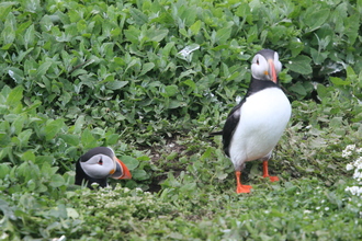 Puffins, Farne Islands, May 2014