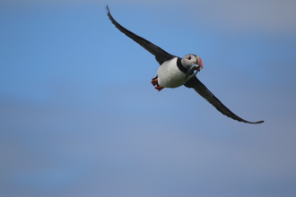 Puffin, Farne Islands, May 2014