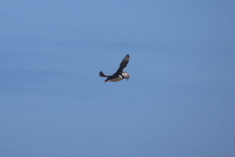 Puffin, Farne Islands, May 2014
