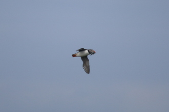 Puffin, Farne Islands, May 2014