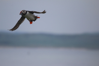 Puffin, Farne Islands, May 2014