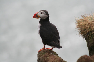 Puffin, Ingólfshöfði, Iceland, July 2007