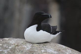 Razorbill, Farne Islands, May 2014