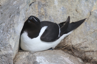 Razorbill, Farne Islands, May 2014