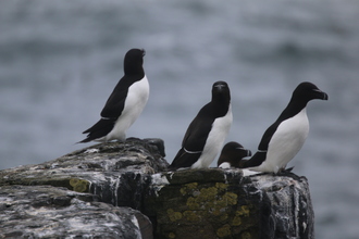 Razorbills, Farne Islands, May 2014