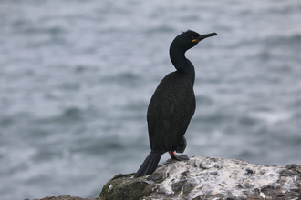 Shag, Farne Islands, May 2014