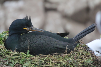 Shag, Farne Islands, May 2014