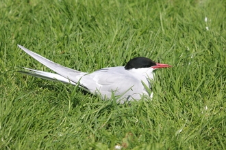 Arctic Tern, Farne Islands, May 2014