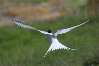 Arctic Tern, Farne Islands, May 2014