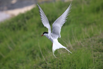 Arctic Tern, Farne Islands, May 2014