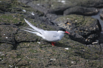 Arctic Tern, Farne Islands, May 2014