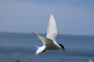 Arctic Tern, Farne Islands, May 2014