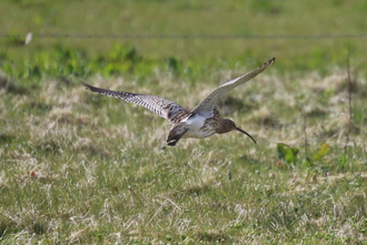 Curlew, Buxa Orkney May2016