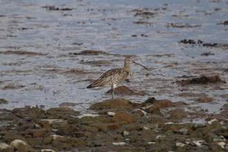 Curlew, Ness of Brognar Orkney, May 2016