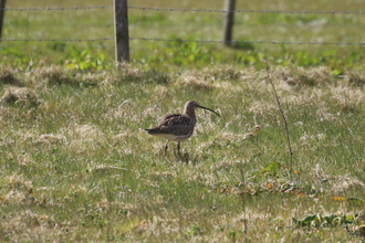 Curlew, Buxa Orkney, May 2016
