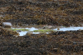 Dunlin, Buxa Orkney, May 2016
