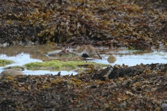 Dunlin, Buxa Orkney, May 2016