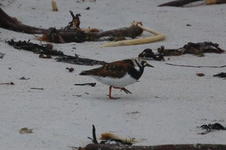 Turnstone, Sanday Orkney, May 2016