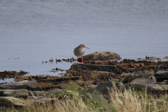 Redshank, Ness of Brognar Orkney, May 2016
