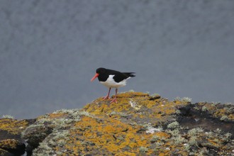Oystercatcher, Yesneby Orkney, May 2016