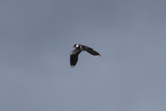 Lapwing, Ness of Brognar Orkney, May 2016
