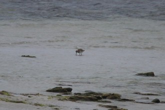 Godwit, Sanday Orkney, May 2016