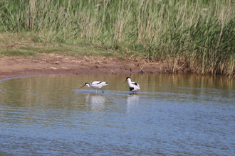 Avocets, Gibraltar Point, June 2015