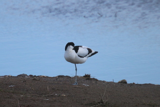 Sleeping avocet, Gibraltar Point, June 2015