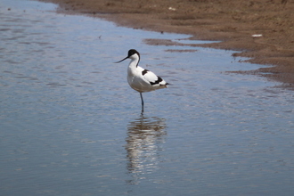 Avocet, Gibratar Point, June 2015
